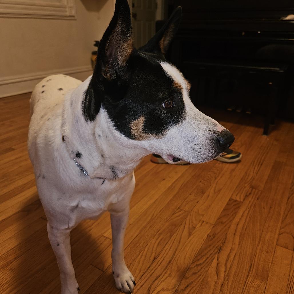 Spade, Adoptable, Adult Male Australian Kelpie & Australian Cattle Dog / Blue Heeler.