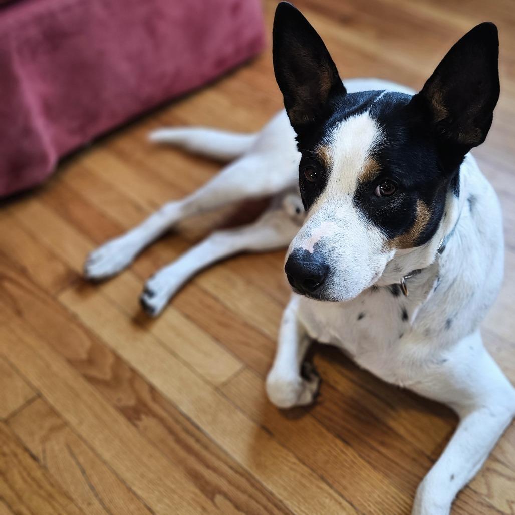 Enlarge Spade, a Adoptable mixed breed in Staten Island, NY image 2/6