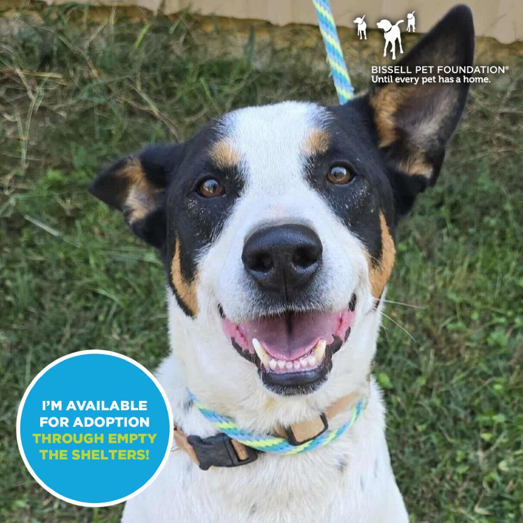 Enlarge Spade- $0 Adoption Fee!, a Adoptable mixed breed in Staten Island, NY image 2/6