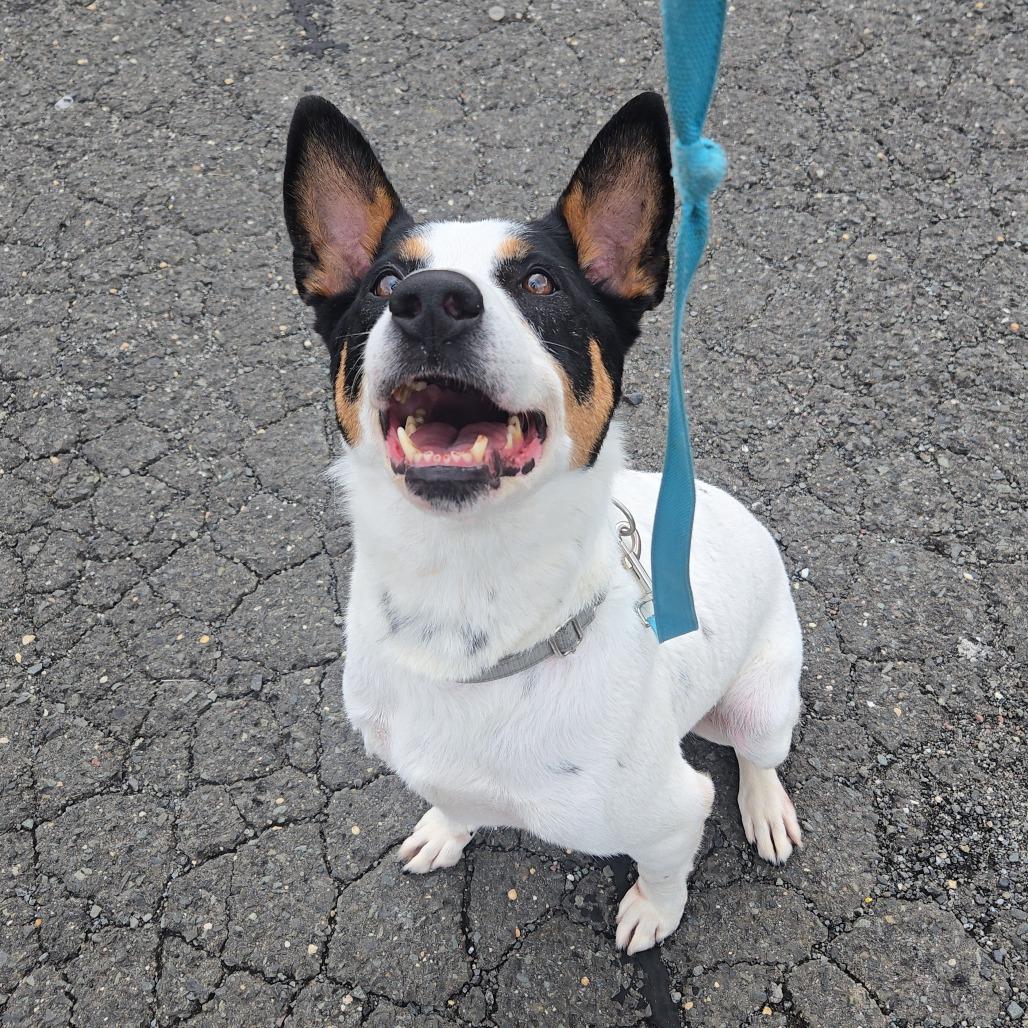Enlarge Spade, a Adoptable mixed breed in Staten Island, NY image 2/6