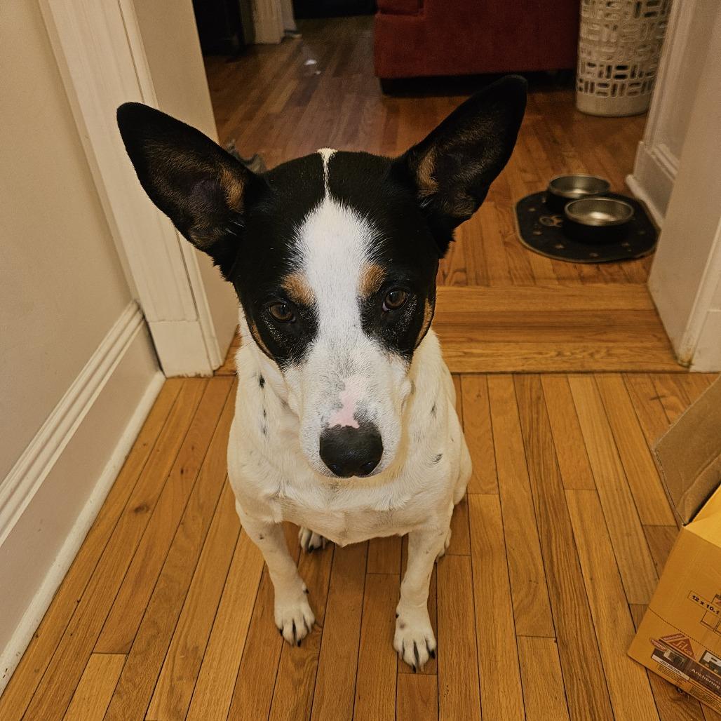 Enlarge Spade, a Adoptable mixed breed in Staten Island, NY image 3/6