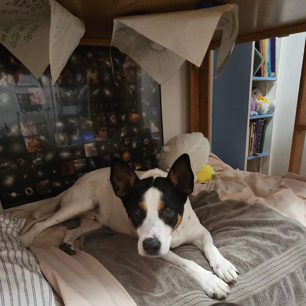 Enlarge Spade, a Adoptable mixed breed in Staten Island, NY image 4/6