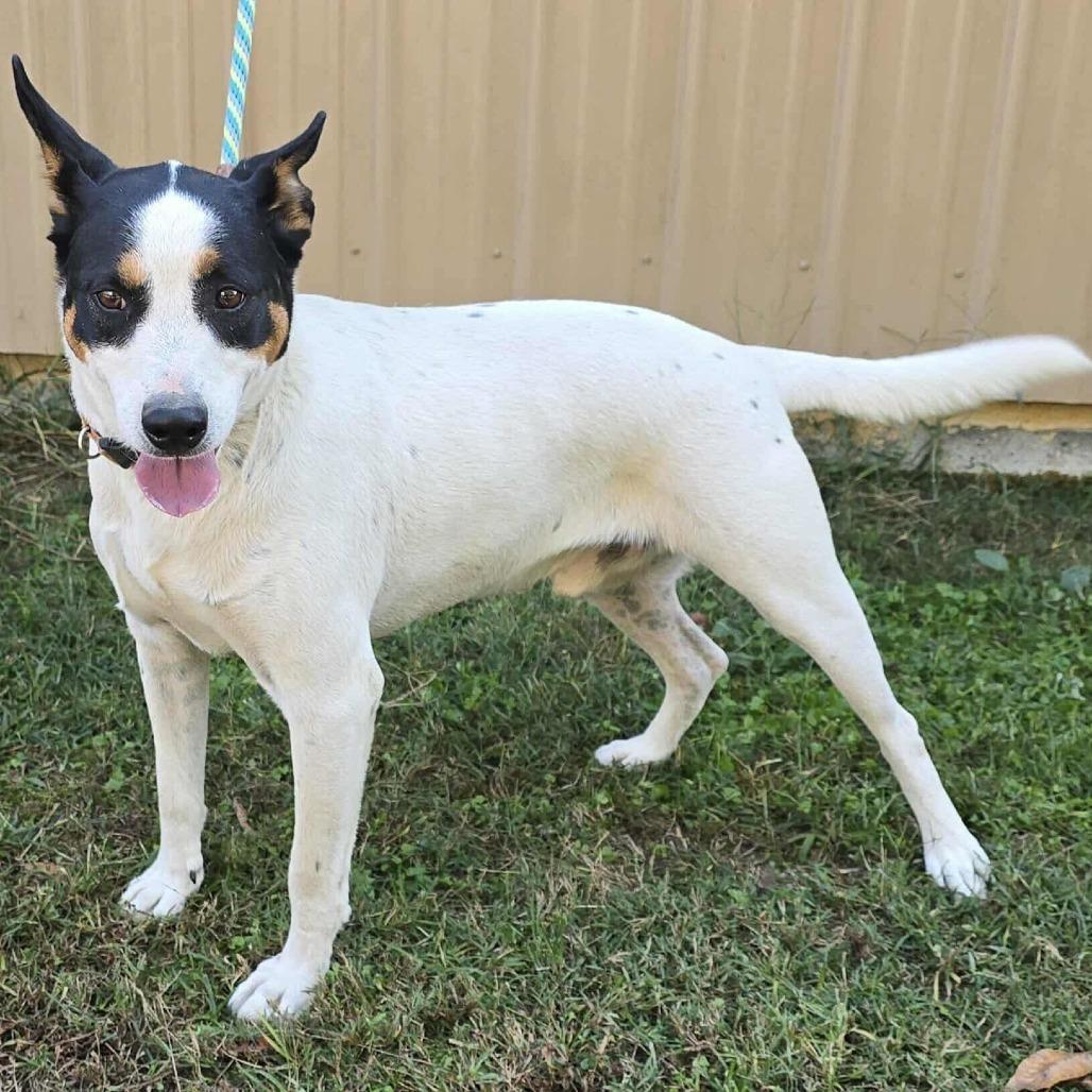 Enlarge Spade, a Adoptable mixed breed in Staten Island, NY image 5/6