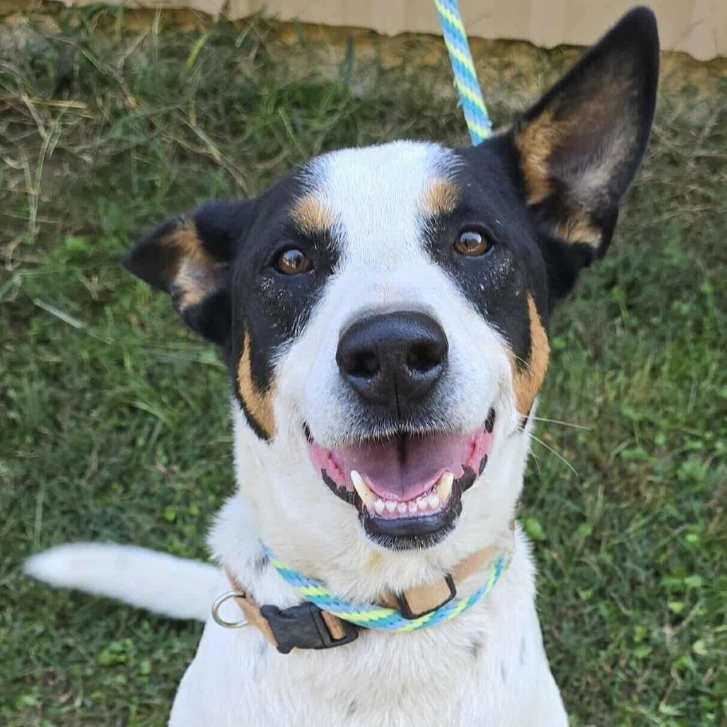 Enlarge Spade, a Adoptable mixed breed in Staten Island, NY image 6/6