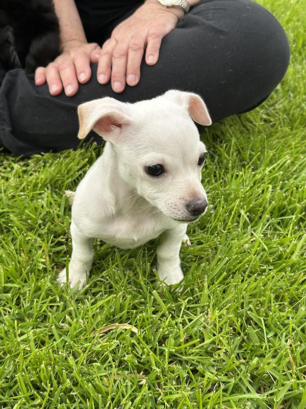 Enlarge Frosty, a Adopted Chiweenie in El Mirage, AZ image 2/3