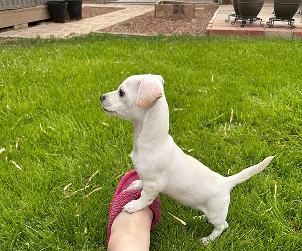 Enlarge Frosty, a Adopted Chiweenie in El Mirage, AZ image 1/3