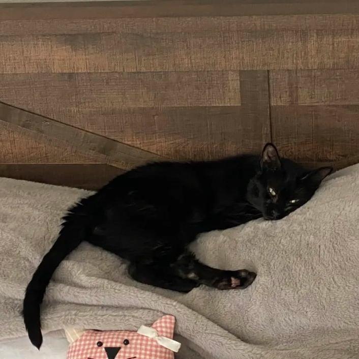 Binky, Adoptable, Adult Female Domestic Short Hair.