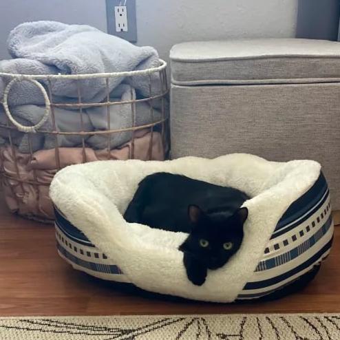 Enlarge Binky, a Adoptable Domestic Short Hair in Clearwater, FL image 2/6