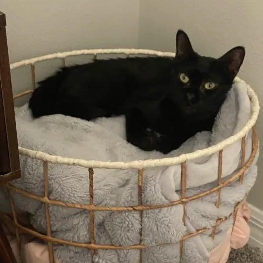 Enlarge Binky, a Adoptable Domestic Short Hair in Clearwater, FL image 3/6