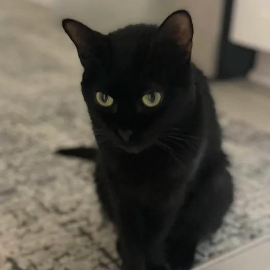 Enlarge Binky, a Adoptable Domestic Short Hair in Clearwater, FL image 5/6