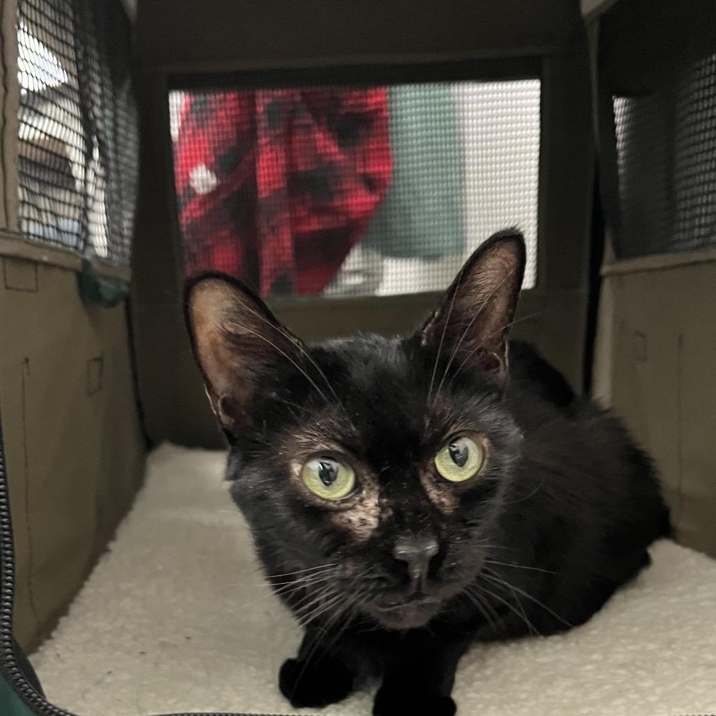 Enlarge Binky, a Adoptable Domestic Short Hair in Clearwater, FL image 6/6