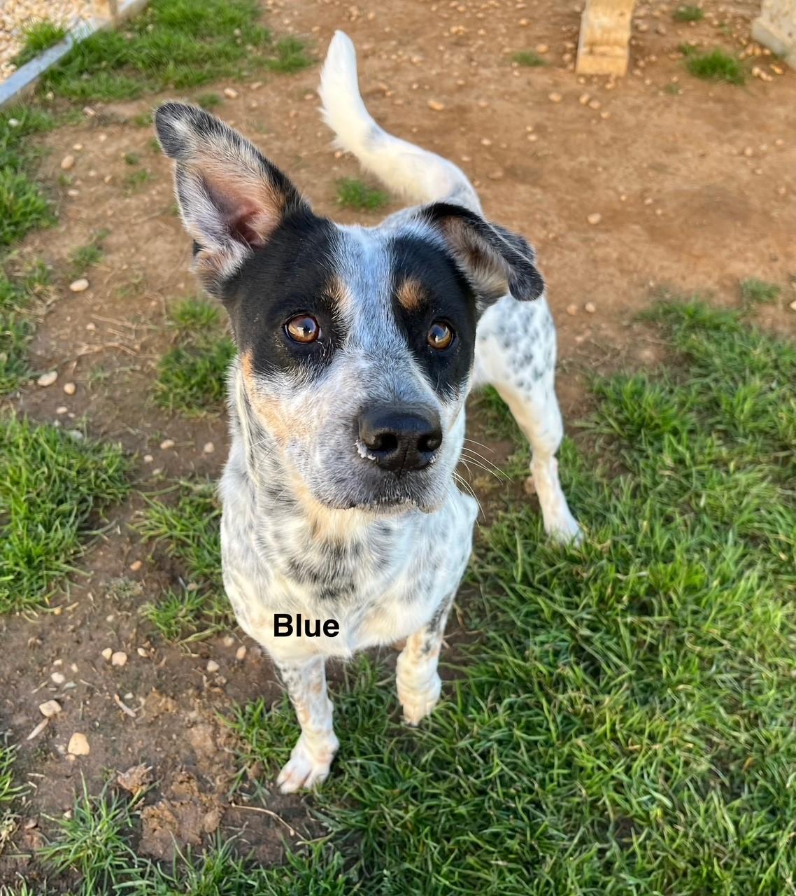 Blue, Adoptable, Adult Female Australian Cattle Dog / Blue Heeler.