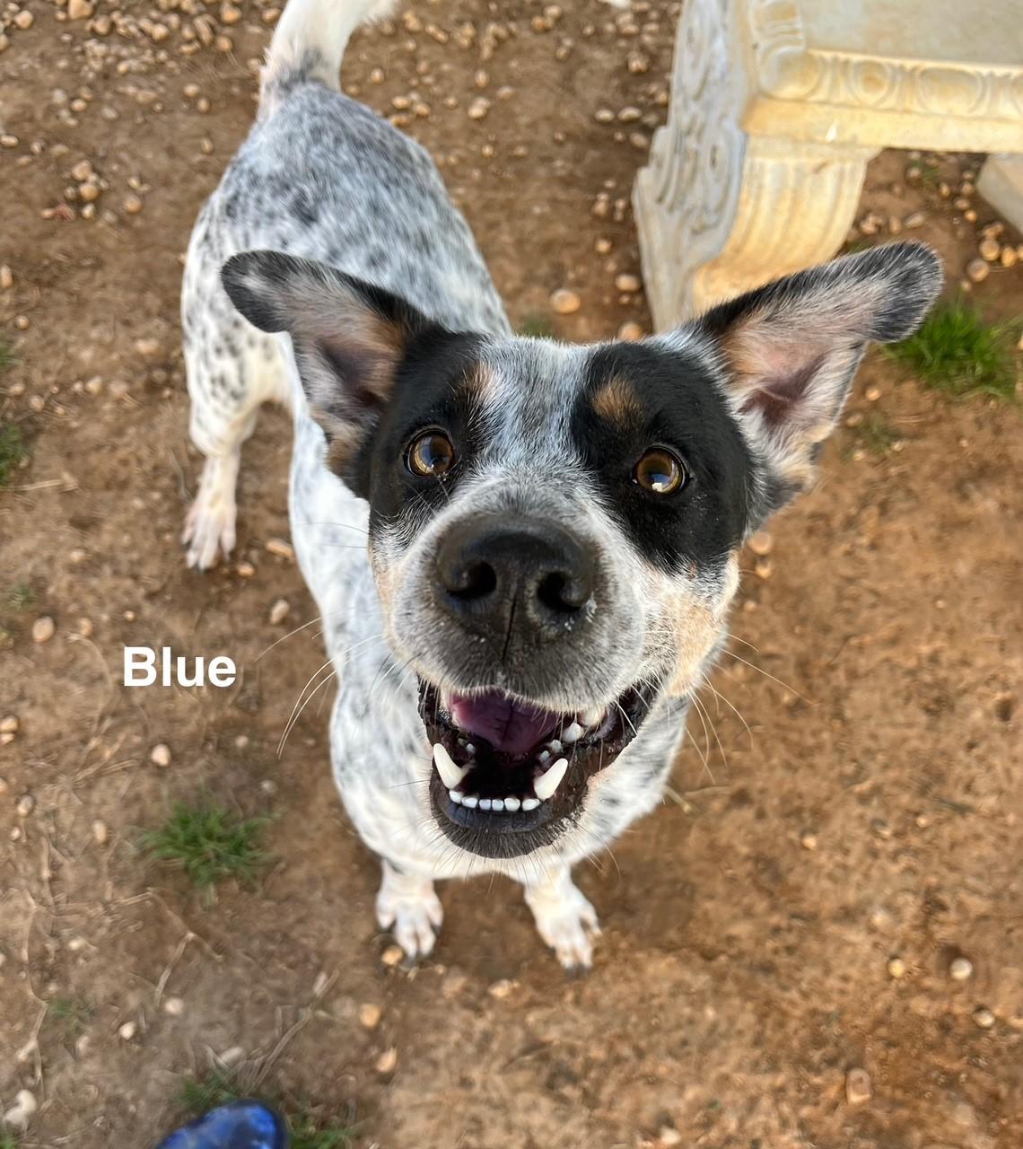 Enlarge Blue, a Adoptable Australian Cattle Dog / Blue Heeler in Newberry, SC image 2/6