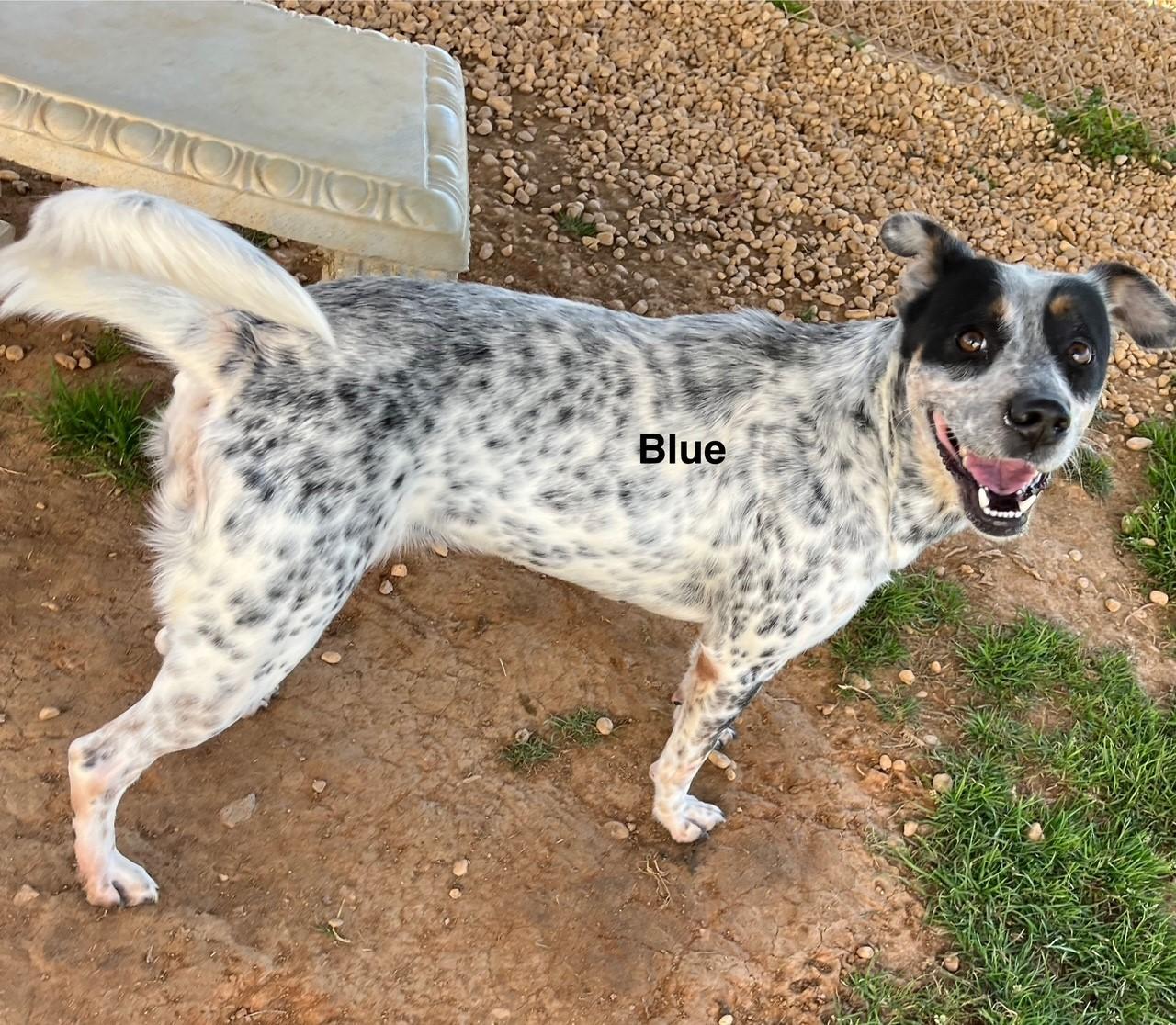 Enlarge Blue, a Adoptable Australian Cattle Dog / Blue Heeler in Newberry, SC image 3/6
