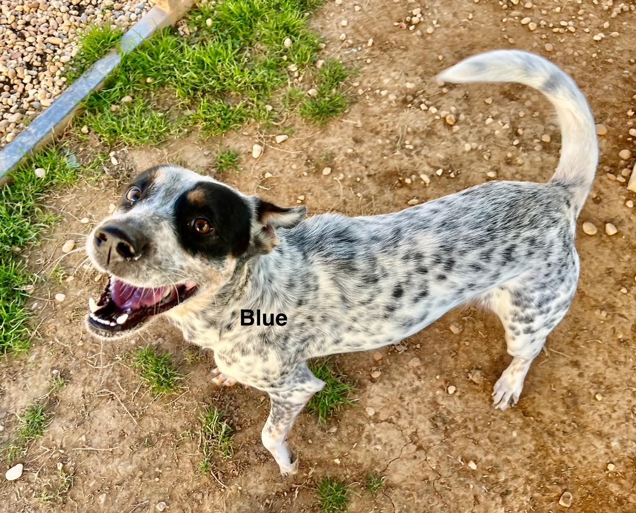 Enlarge Blue, a Adoptable Australian Cattle Dog / Blue Heeler in Newberry, SC image 4/6