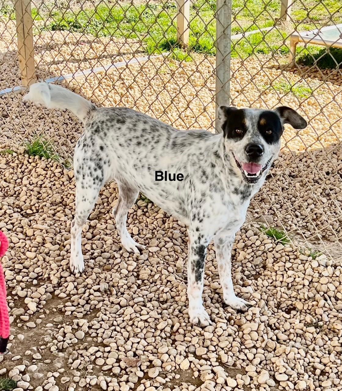 Enlarge Blue, a Adoptable Australian Cattle Dog / Blue Heeler in Newberry, SC image 5/6