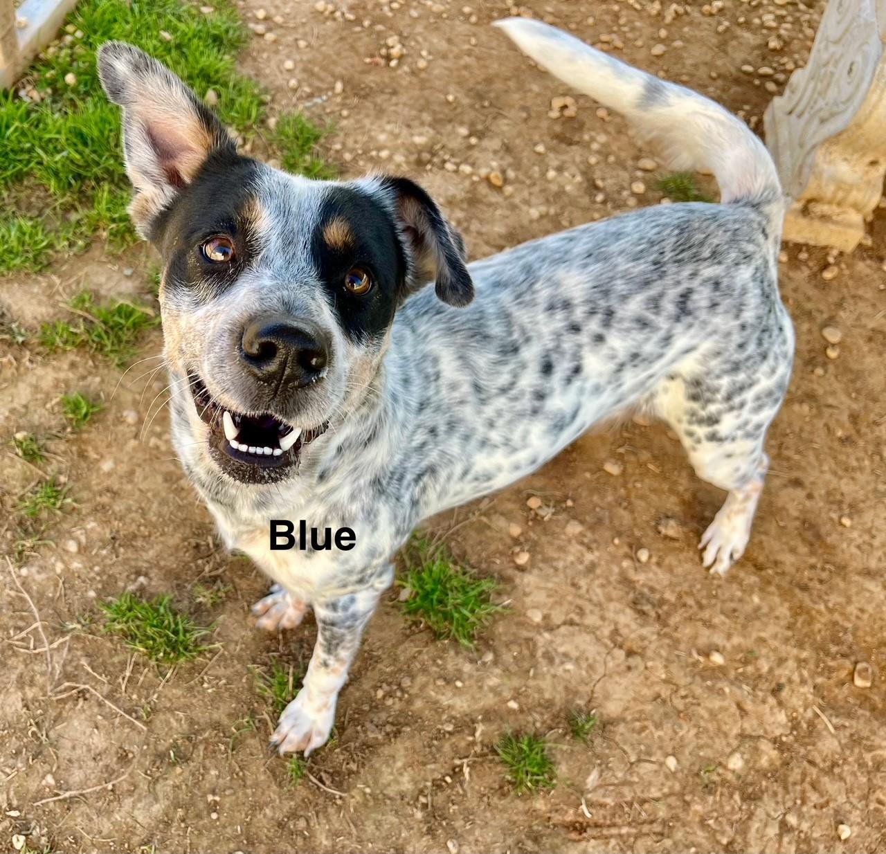 Enlarge Blue, a Adoptable Australian Cattle Dog / Blue Heeler in Newberry, SC image 6/6