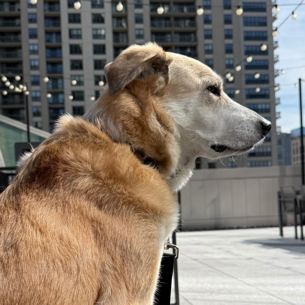 Enlarge Muffy, a ADOPTABLE mixed breed in Chicago, IL image 5/5