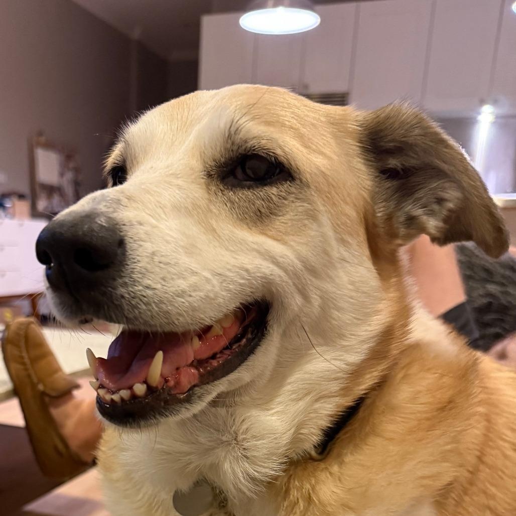 Enlarge Muffy, a ADOPTABLE mixed breed in Chicago, IL image 4/5