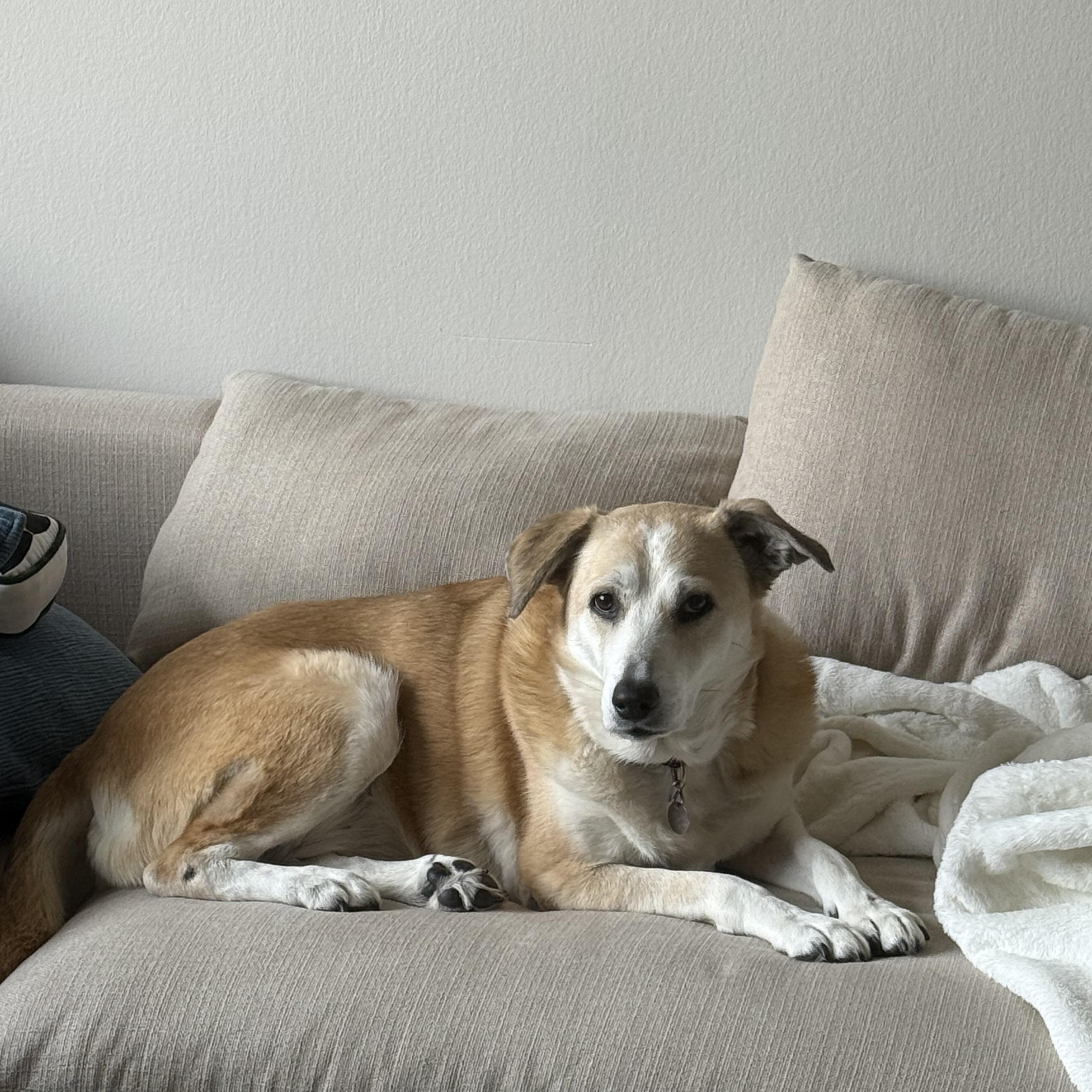 Enlarge Muffy, a ADOPTABLE mixed breed in Chicago, IL image 4/4