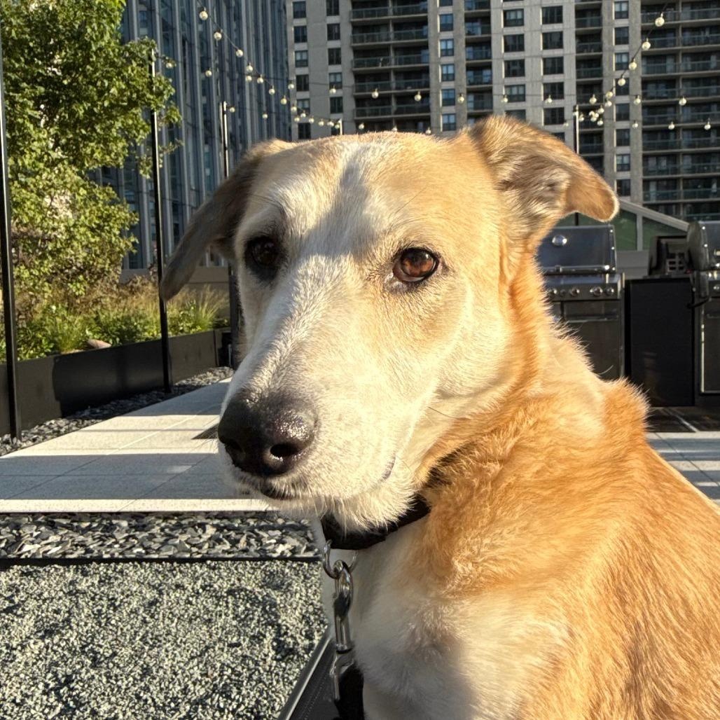 Enlarge Muffy, a ADOPTABLE mixed breed in Chicago, IL image 2/5