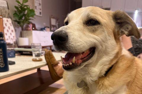 Enlarge Muffy, a ADOPTABLE mixed breed in Chicago, IL image 3/4