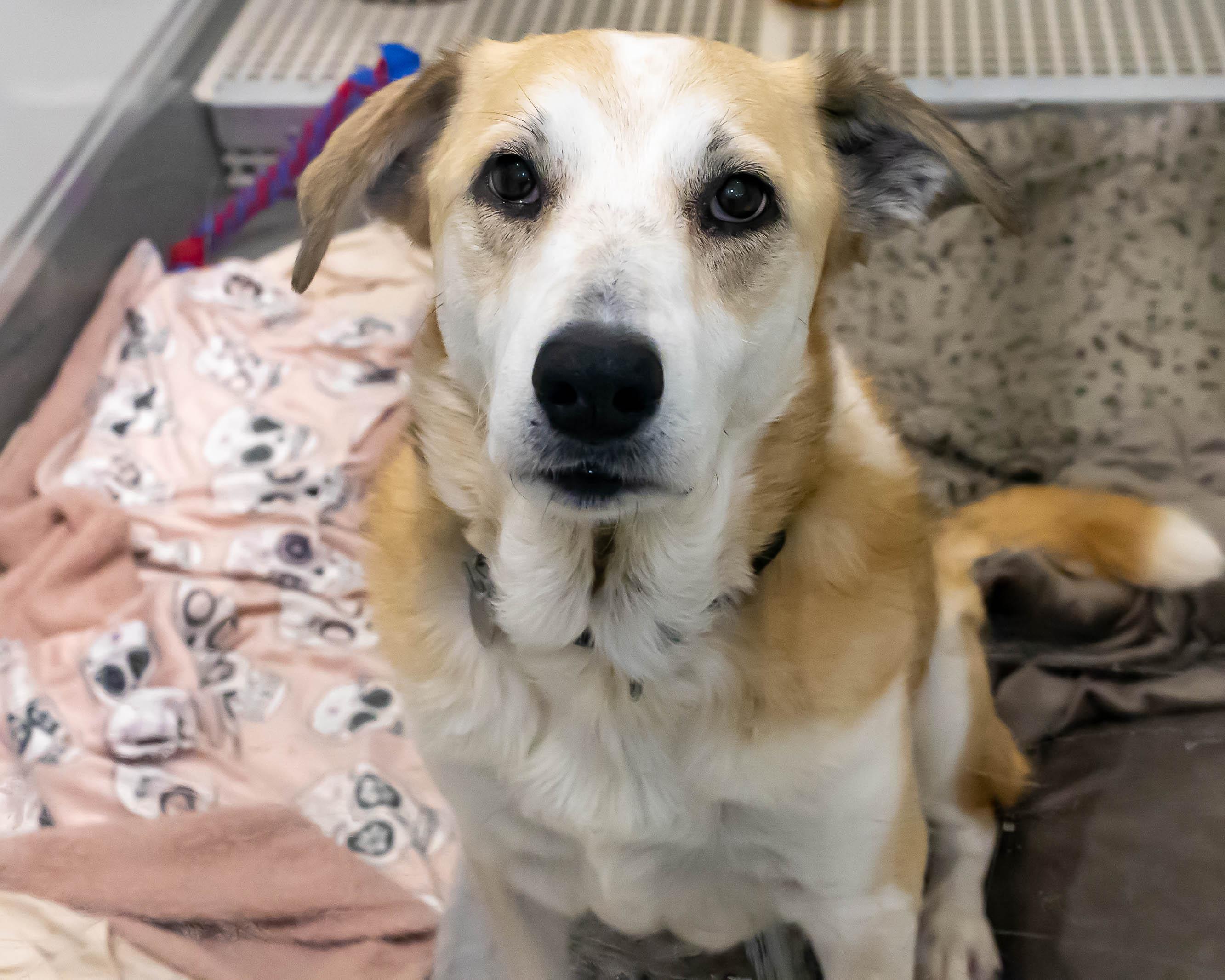 Enlarge Muffy, a ADOPTABLE mixed breed in Chicago, IL image 2/4