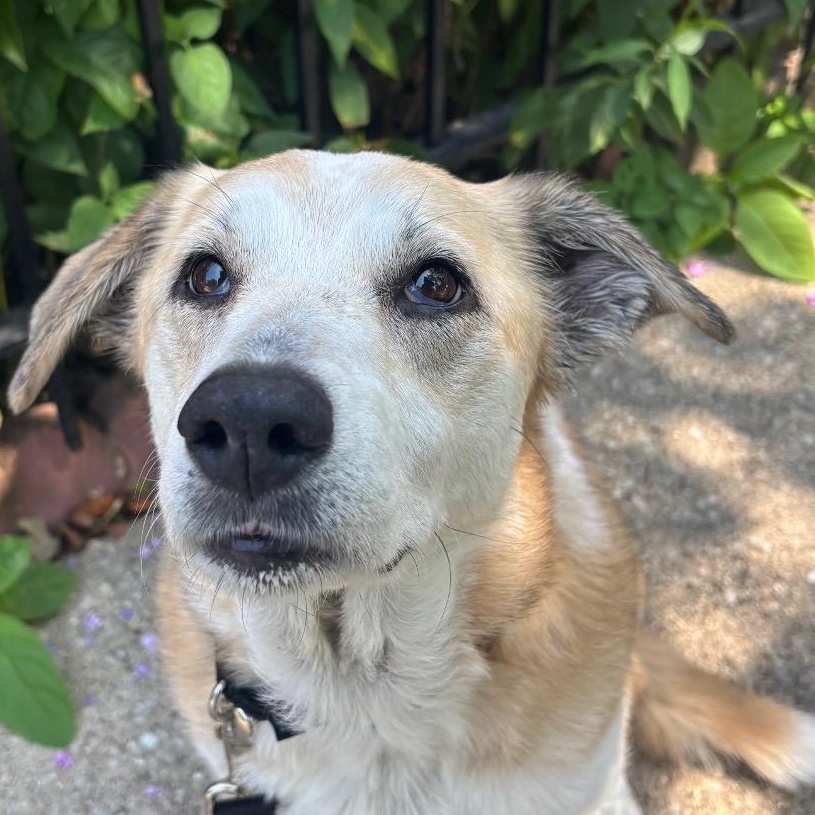 Enlarge Muffy, a ADOPTABLE mixed breed in Chicago, IL image 1/5