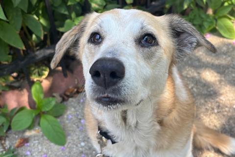 Muffy, ADOPTABLE, Adult Female Mixed Breed.