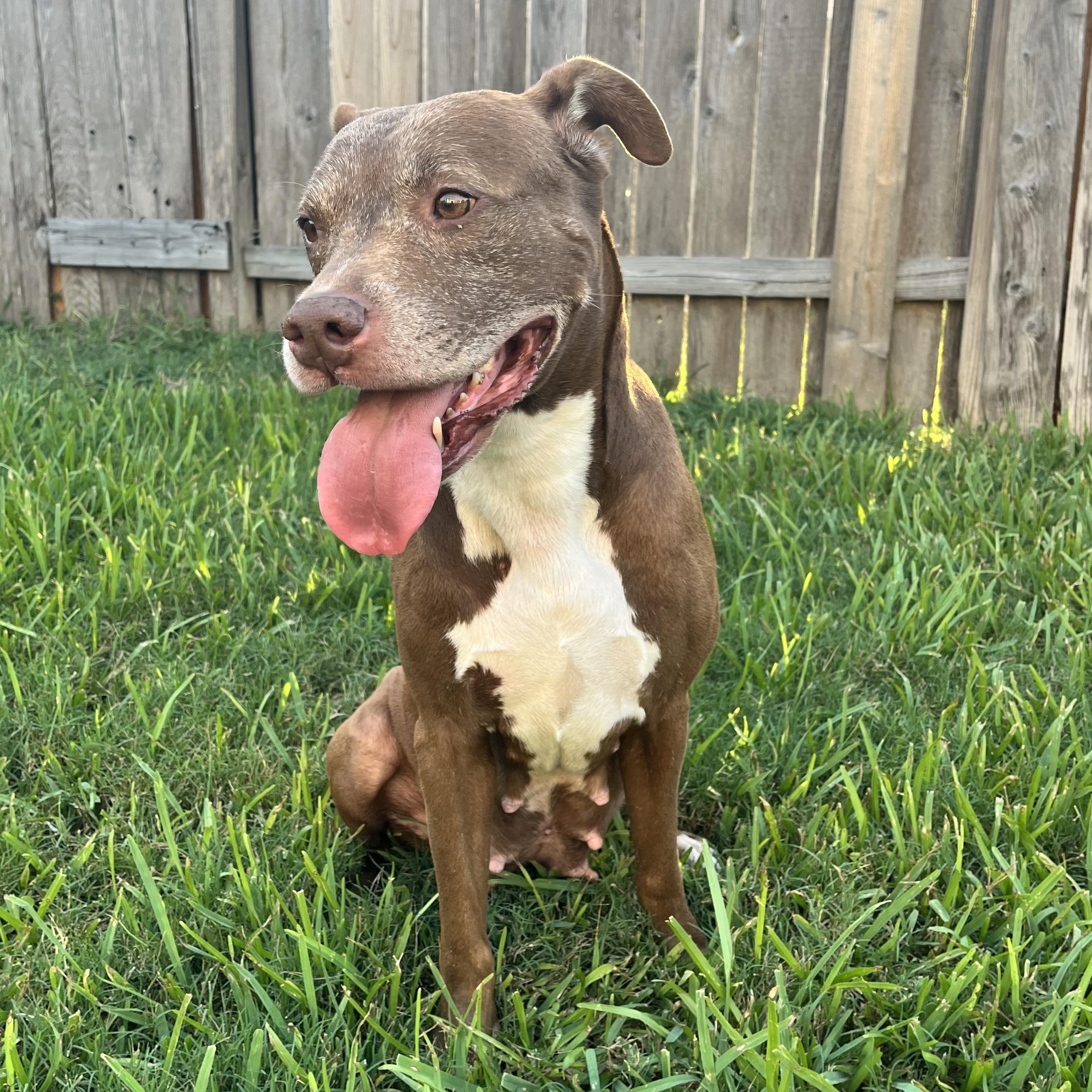 Enlarge Sienna, a Adoptable American Staffordshire Terrier in Virginia Beach, VA image 4/6