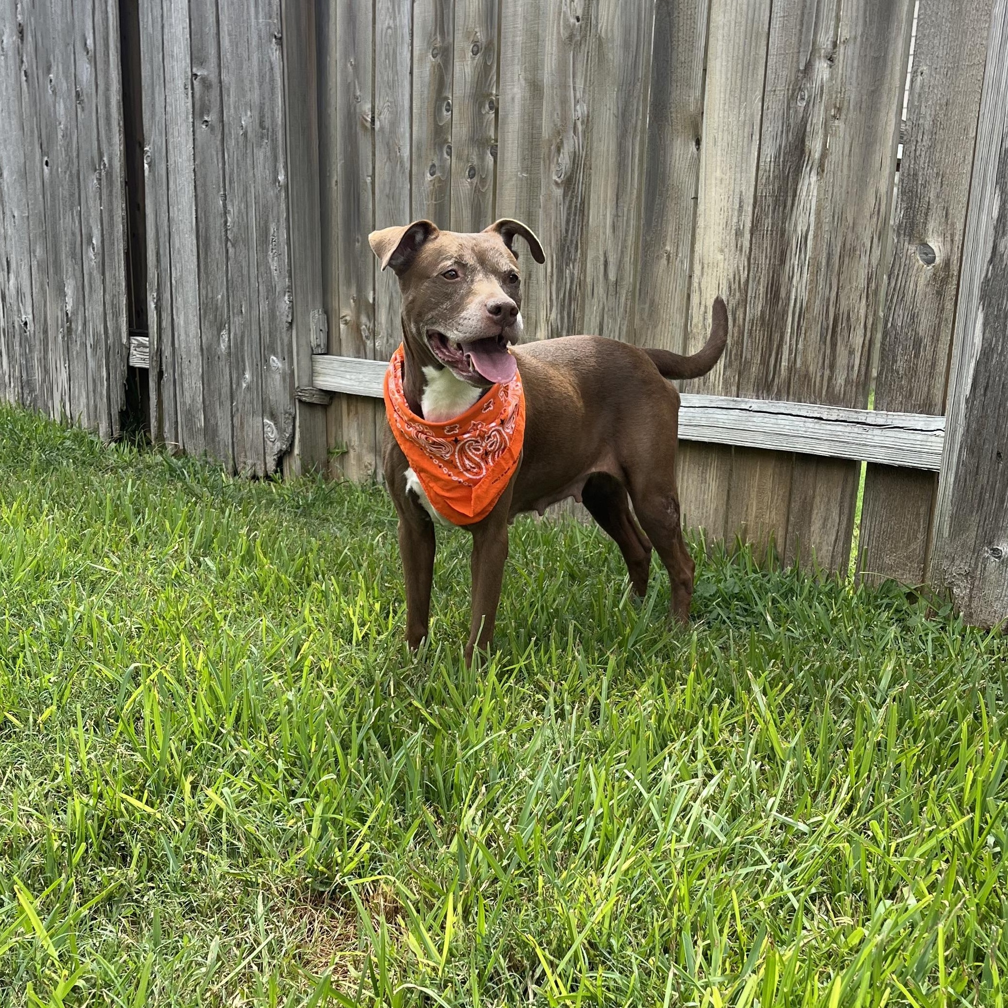 Enlarge Sienna, a Adoptable American Staffordshire Terrier in Virginia Beach, VA image 1/6