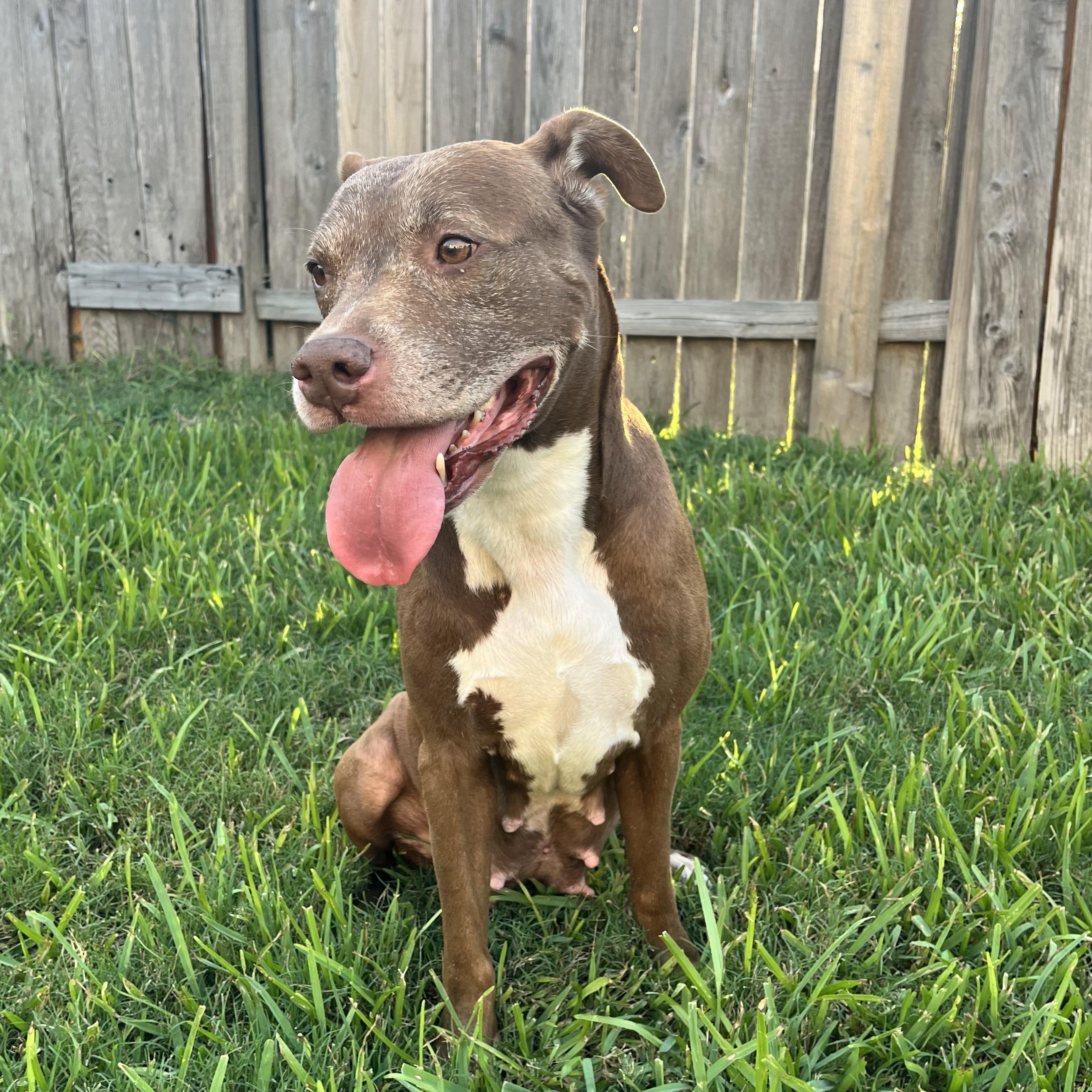 Enlarge Sienna, a Adoptable American Staffordshire Terrier in Virginia Beach, VA image 2/6