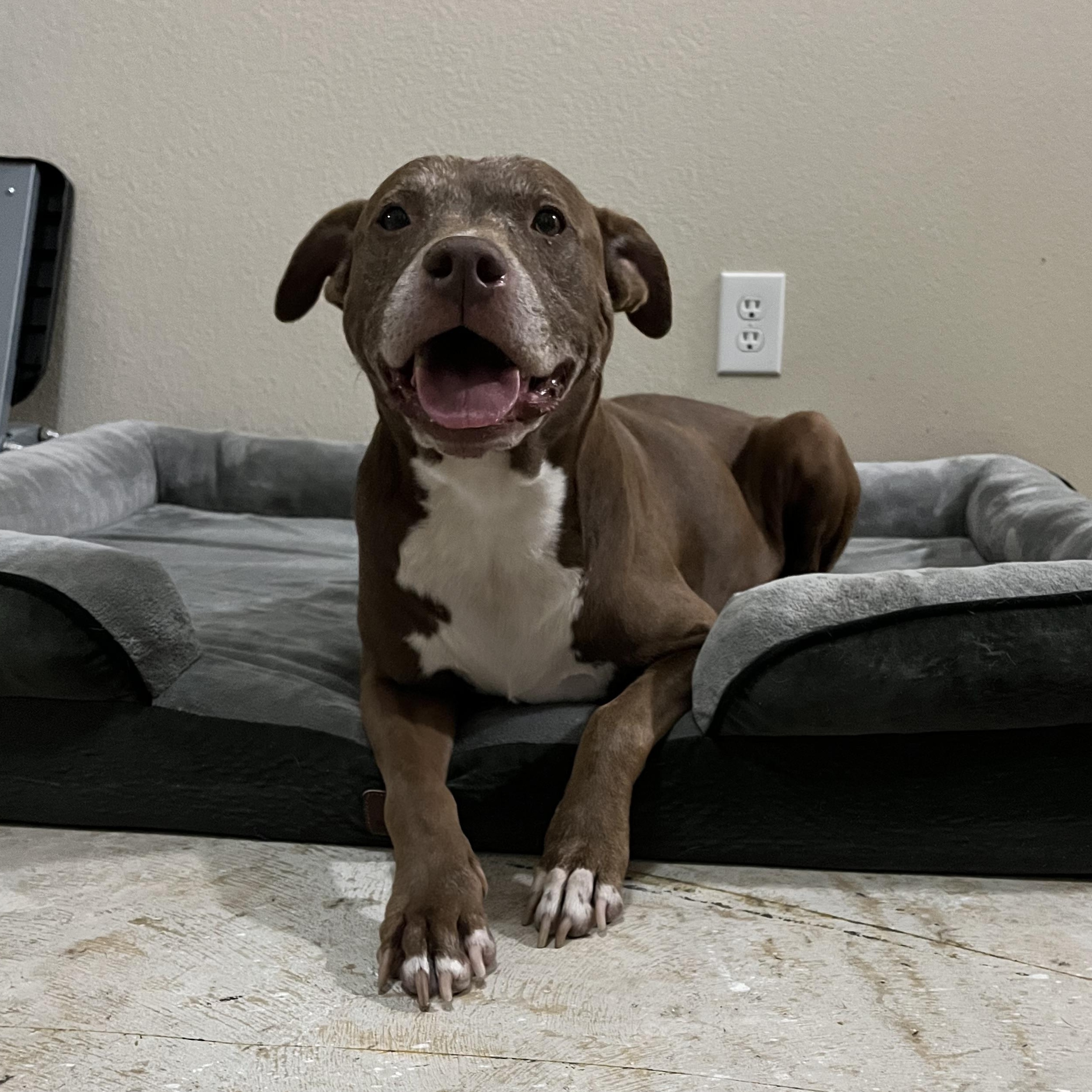 Enlarge Sienna, a Adoptable American Staffordshire Terrier in Virginia Beach, VA image 3/6