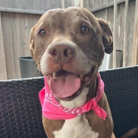 Sienna, Adoptable, Adult Female American Staffordshire Terrier.