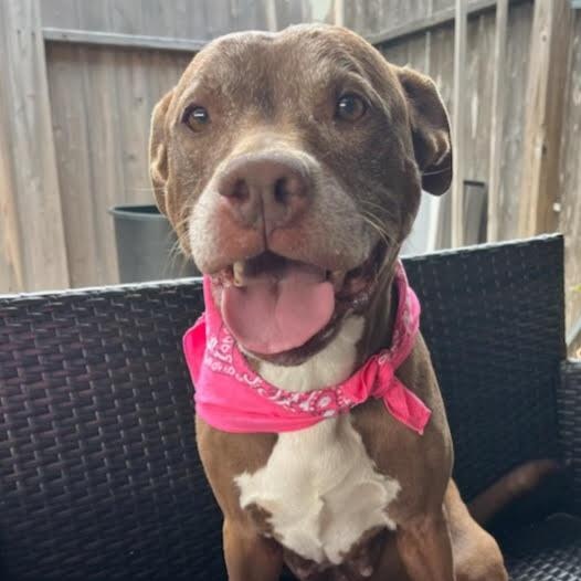 Enlarge Sienna, a Adoptable American Staffordshire Terrier in Virginia Beach, VA image 3/6