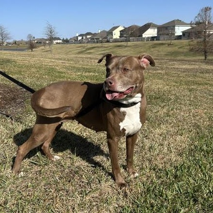 Sienna, Adoptable, Adult Female American Staffordshire Terrier.