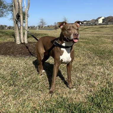 Enlarge Sienna, a Adoptable American Staffordshire Terrier in Virginia Beach, VA image 5/6