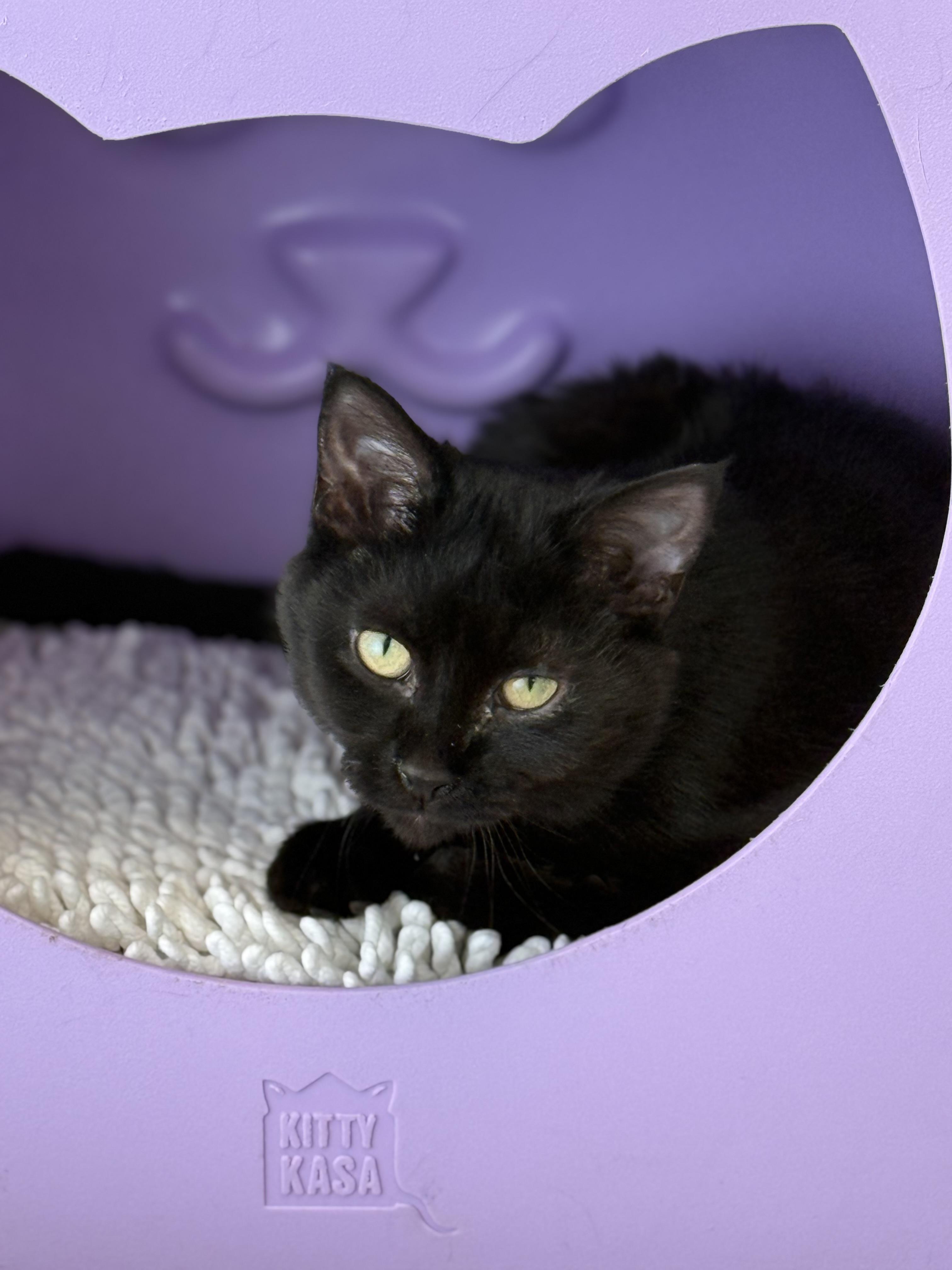 Sable, adoptable, Young Female Domestic Short Hair.