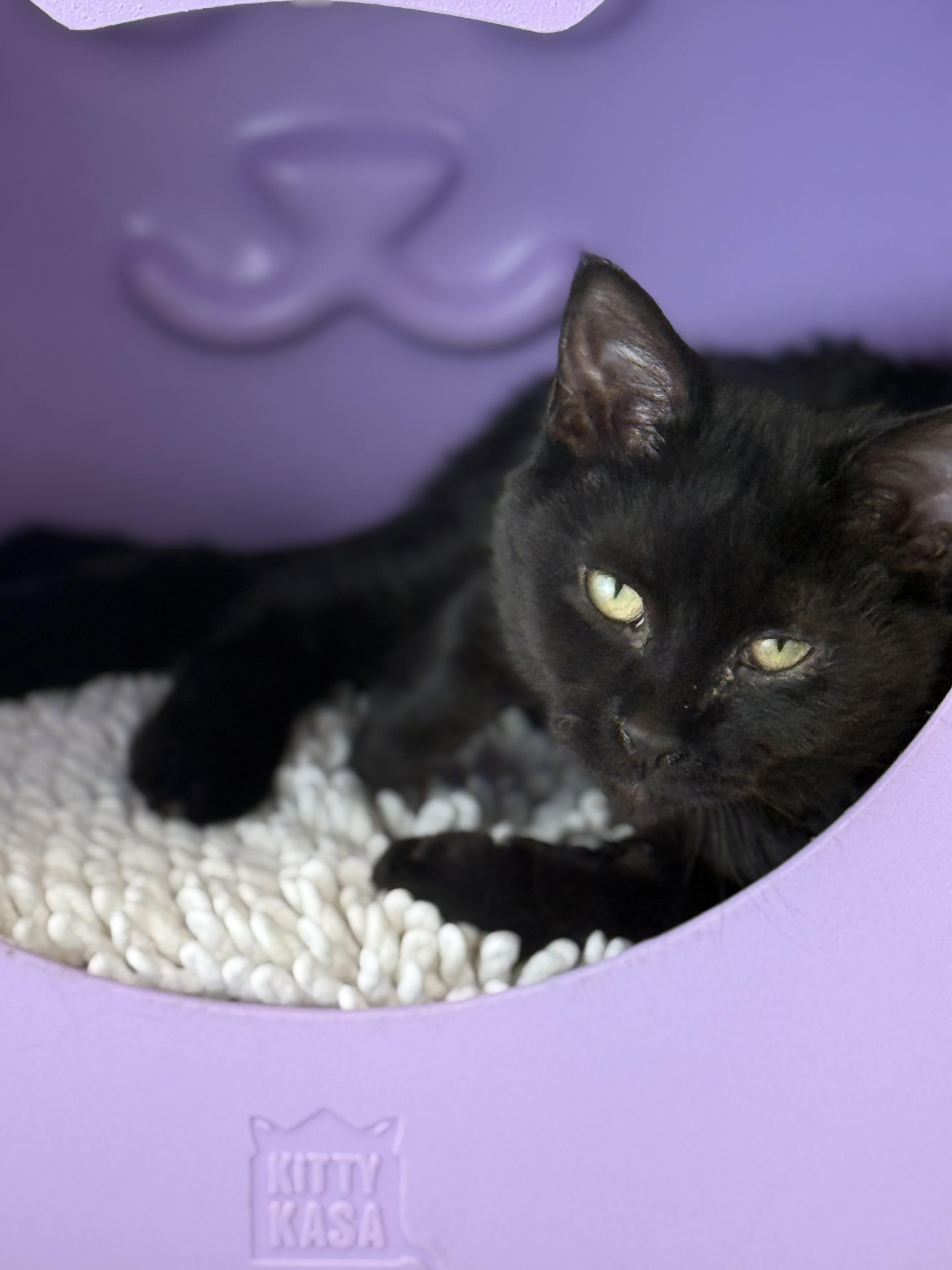 Enlarge Sable, an adoptable Domestic Short Hair in Eagle, CO image 2/2