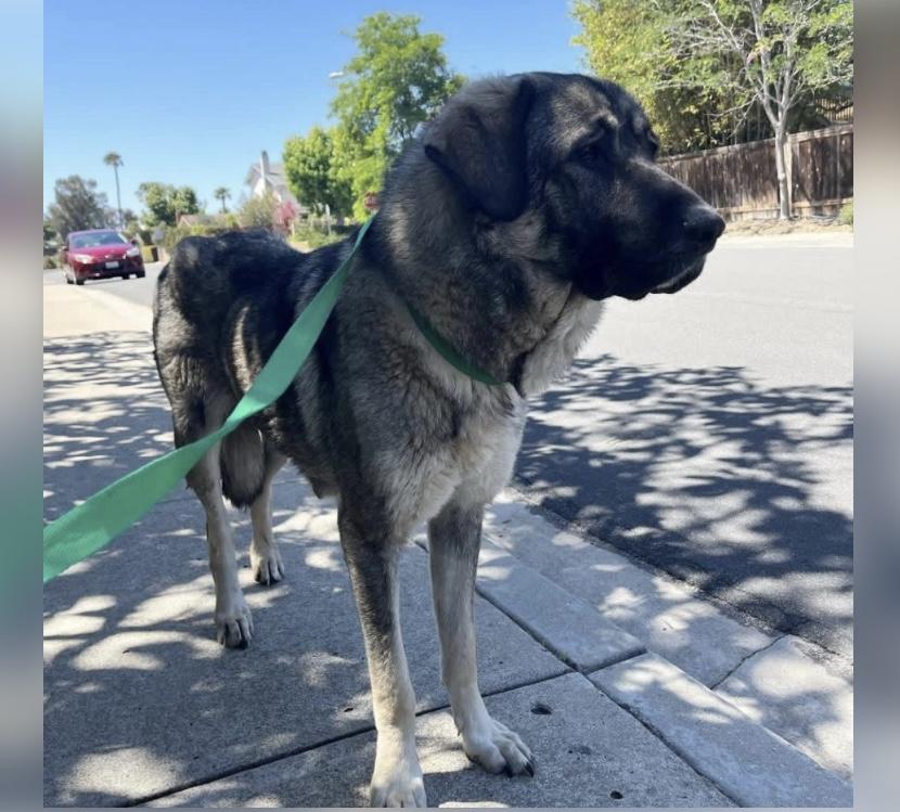 Tollie, a ADOPTABLE Anatolian Shepherd in San Diego, CA image 1/3