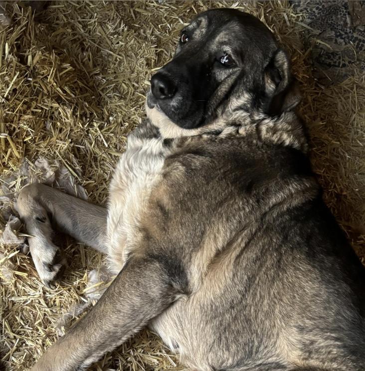 Tollie, a ADOPTABLE Anatolian Shepherd in San Diego, CA image 3/3