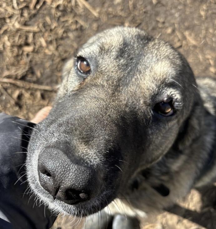 Tollie, a ADOPTABLE Anatolian Shepherd in San Diego, CA image 2/3