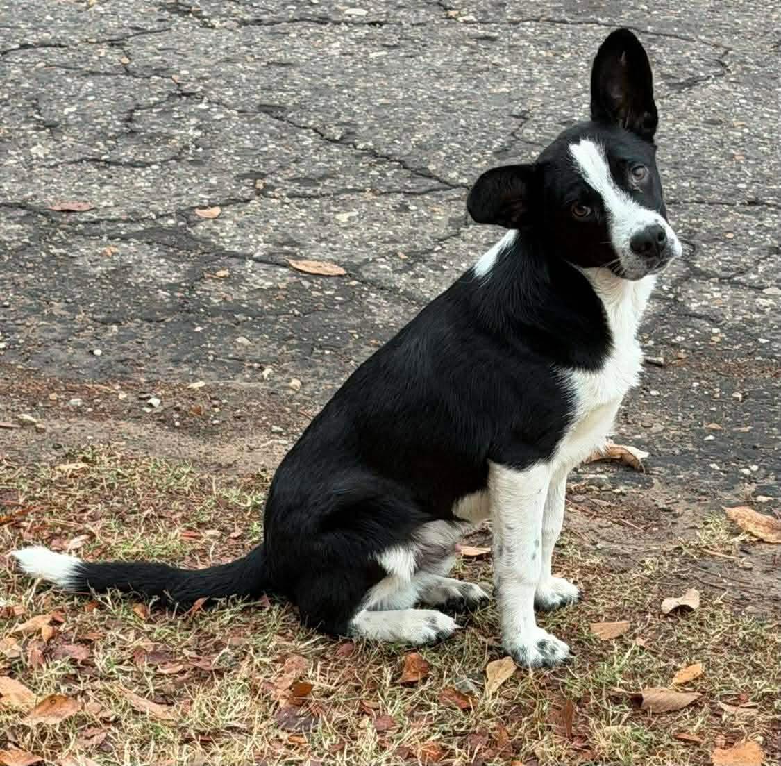 Enlarge Rex, an adopted mixed breed in Paris, TX image 1/1
