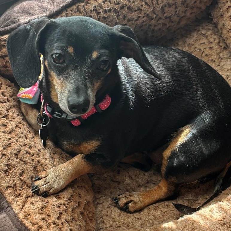 Bella