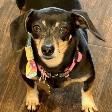 Bella