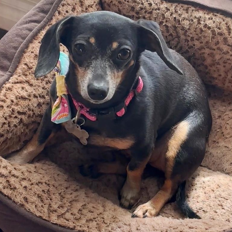 Bella
