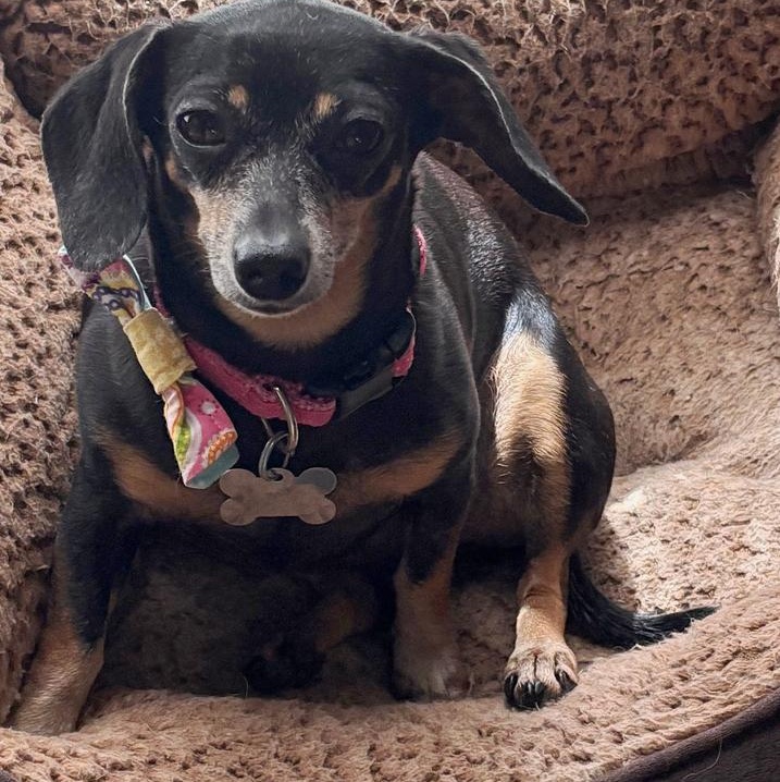 Bella