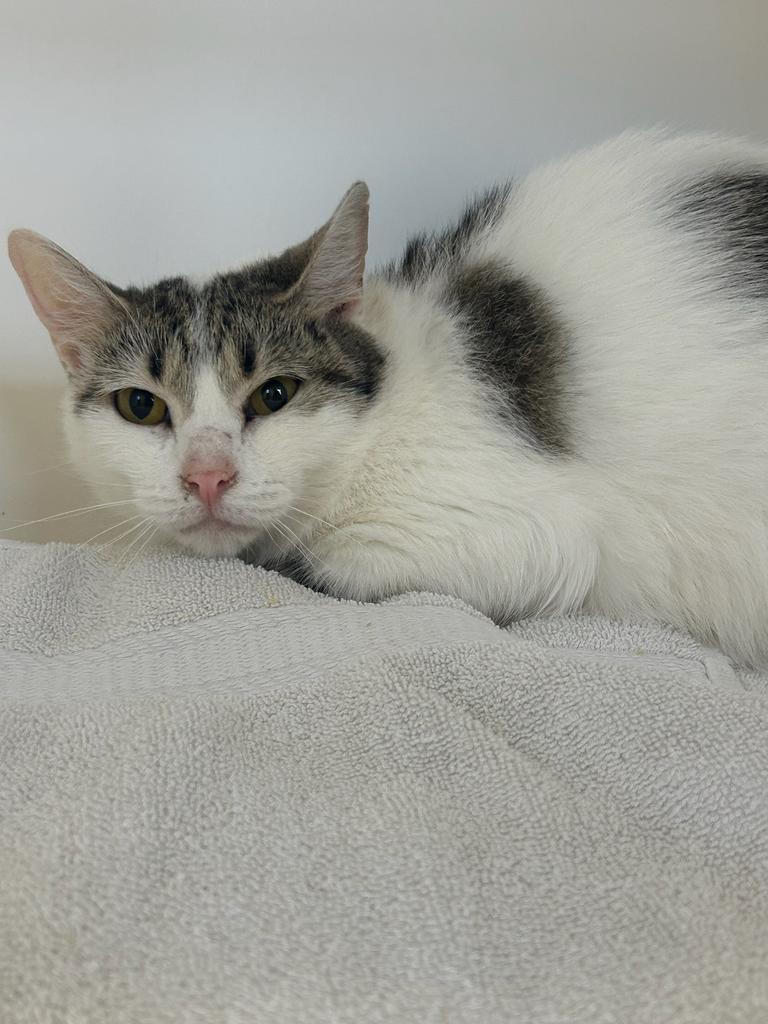 Darla, Adoptable, Adult Female Domestic Short Hair.
