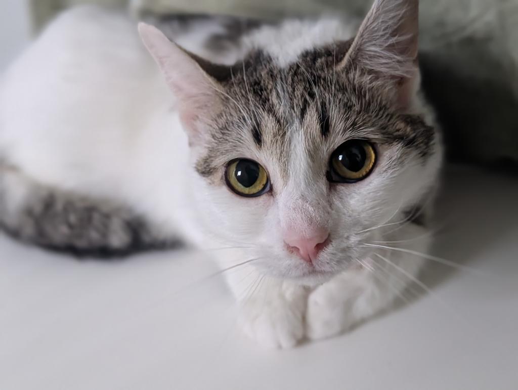 Darla, a Adoptable mixed breed in Greenfield, IN image 2/3
