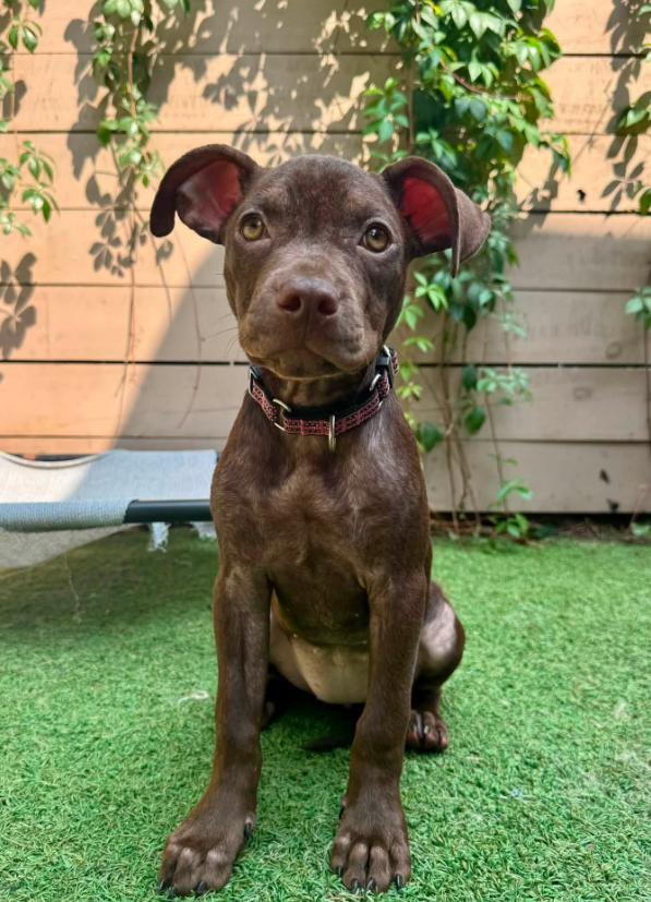 Margot, Adoptable, Puppy Female Mixed Breed.